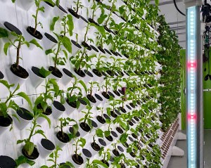 How Will Agri-Tech Evolve? Growtech Jakarta 2025 Has the Answers