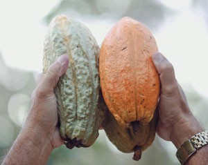 Facing the Storm: How Cocoa Farmers in Indonesia Fight Climate Change