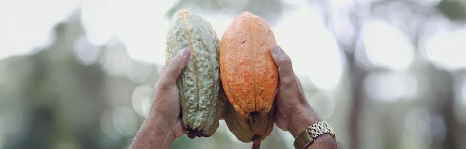 Small Spaces, Big Harvest: Urban Farming On The Rise