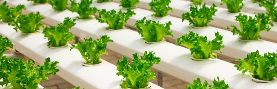 Small Spaces, Big Harvest: Urban Farming On The Rise